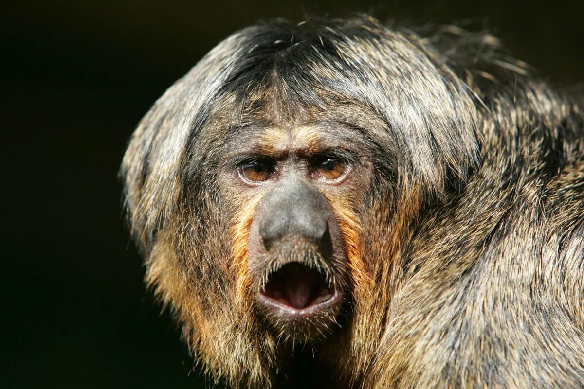 Monkey going