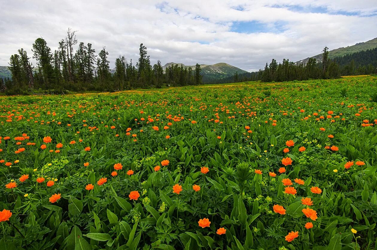 сибирская купальница жарки. огоньки цветы. купальница горная шория. цветок огонек кузнецкий алатау. природа хакасии жарки енисей.