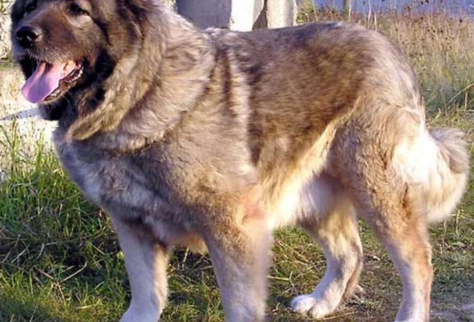 Сторожевые породы собак кавказская овчарка. Кавказская овчарка волкодав. Кавказская овчарка длинношерстная. Кавказская овчарка альбинос. Аборигенная кавказская овчарка.