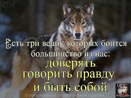 Волки мудрые слова