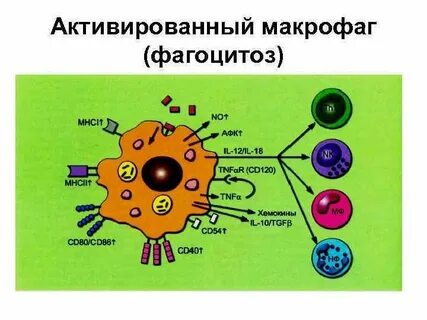 Активированные макрофаги