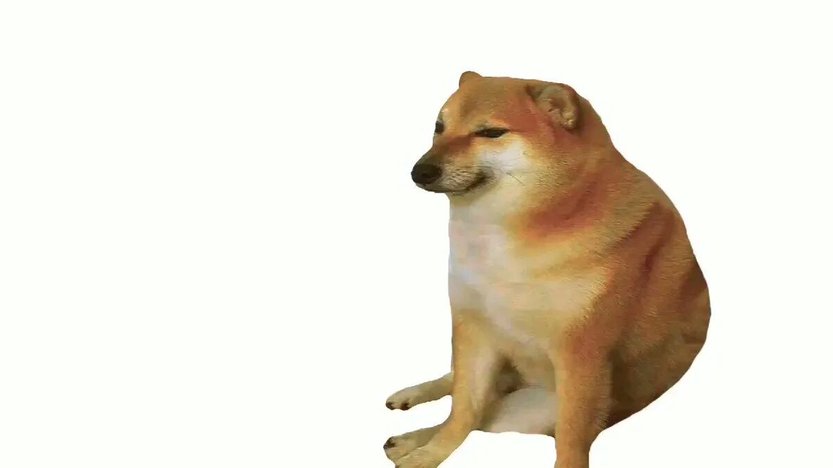 Акита ину улыбка. Сиба ину щенок. Мемы с собаками. Собака мем 2023. Сиба ину.