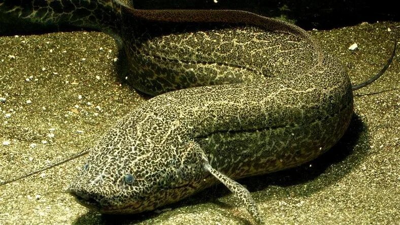 Протоптер - Protopterus описание, содержание, питание, фото