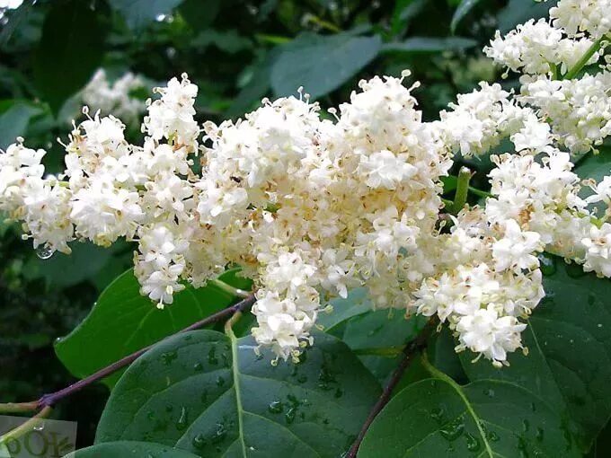 Пахнущий кустарник