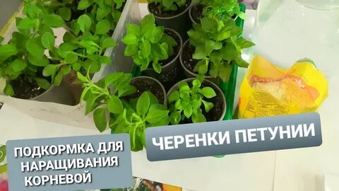 Вегетка нн