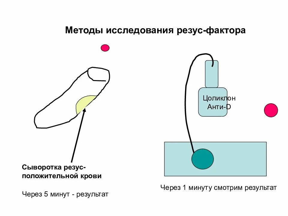 Алгоритм определения резус фактора. Методы исследования резус фактора. резус фактор сыворотка крови. методы исследования крови на резус фактор. исследование резус-фактора цоликлоном.