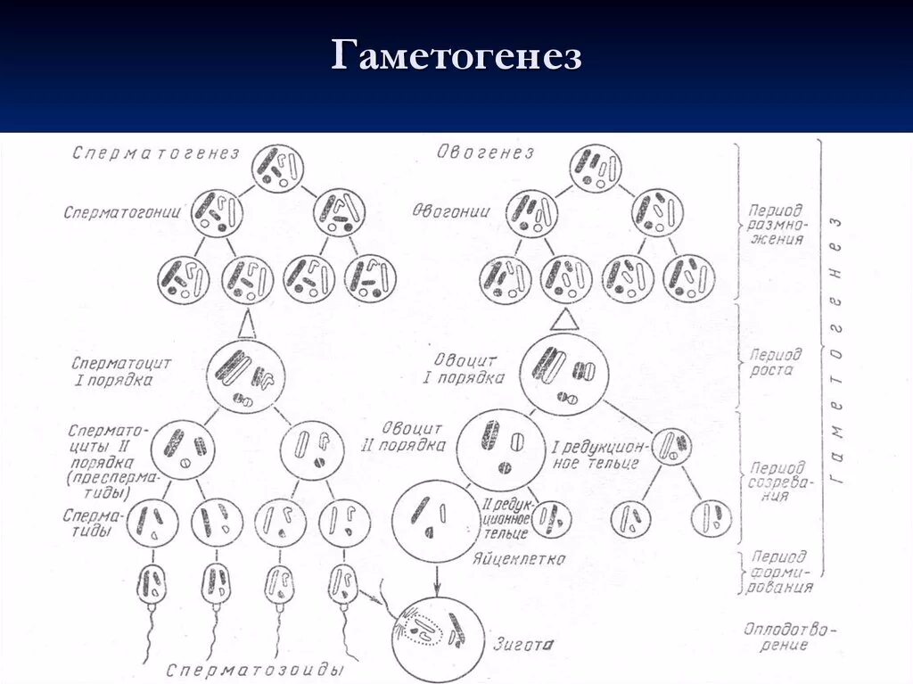 Термин гаметогенез. Стадии развития гаметы в гаметогенезе. Образование половых клеток гаметогенез таблица. Сперматогенез и овогенез схема ЕГЭ. Этапы гаметогенеза схема.