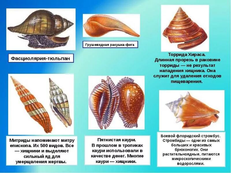 Типы раковин брюхоногих моллюсков. Форма раковины брюхоногих моллюсков. Раковины моллюсков с названиями. Формы раковин моллюсков названия.