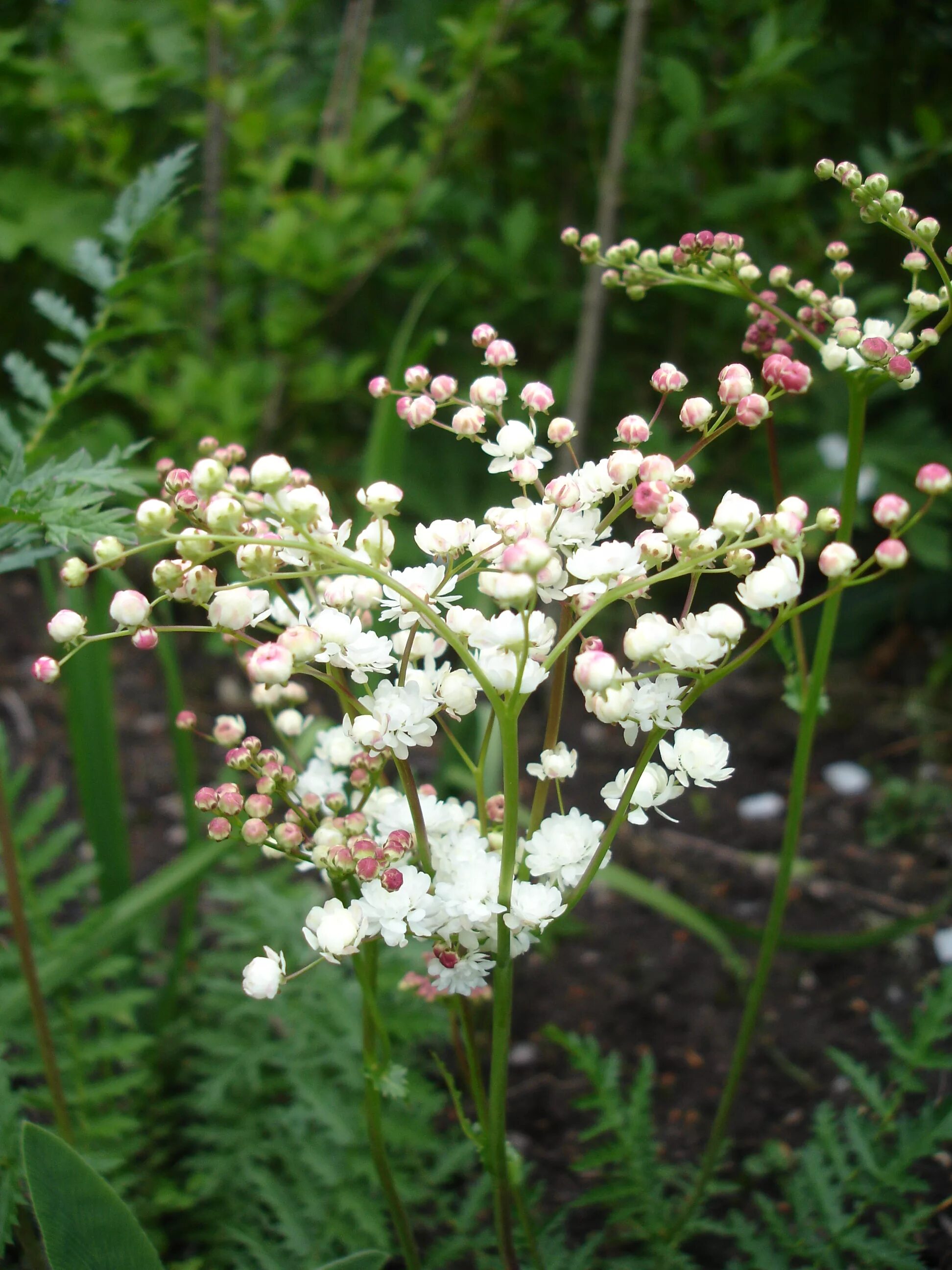 Лабазник обыкновенный Filipendula vulgaris. Лабазник ШЕСТИЛЕПЕСТНОЙ. Лабазник Гексапетала плена. Таволга шестилепестная. Лабазник обыкновенный