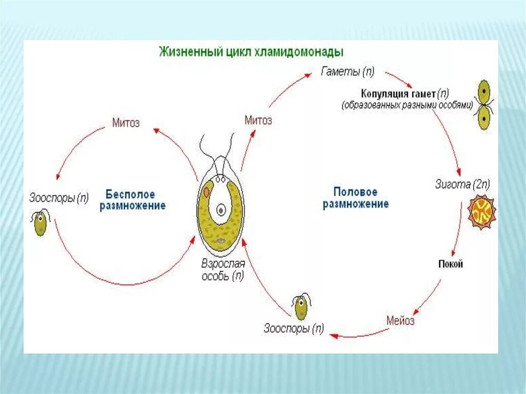 Гаметофит гамета зигота спорофит