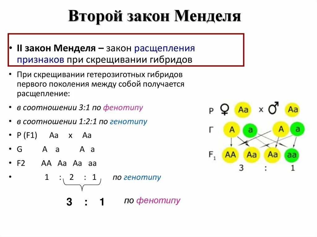 2 Закон Менделя схема. Второй закон Менделя схема скрещивания. 2ый закон Менделя. Второй закон Менделя схема расщепления.