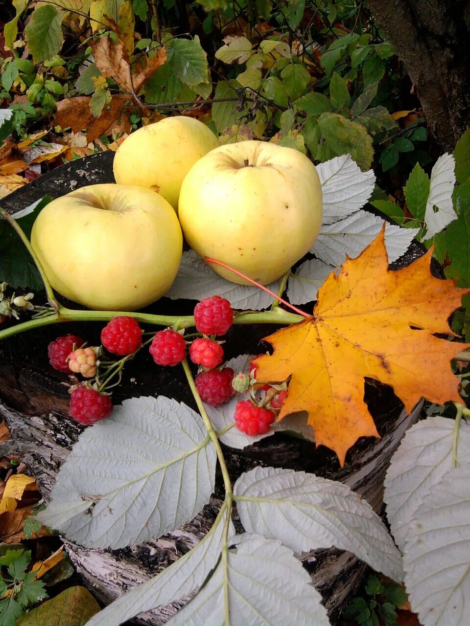 Сорт яблони осенью. Осенняя яблоня. Осень яблоки. Яблоки осенью. Желтое яблоко осеннее.