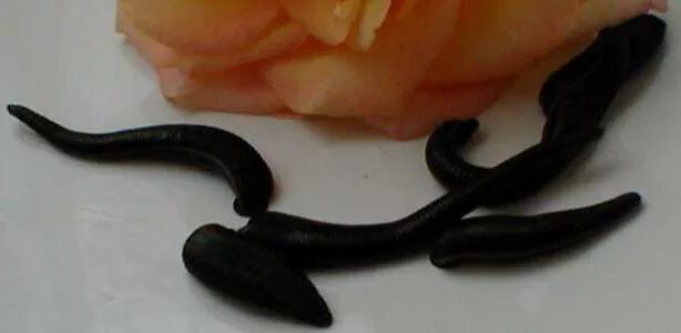 Гирудотерапия гирудин. Пиявки картинки прикольные. Гирудотерапия в уфе. Пиявки косметические от 0,2-0,5гр. Водолечение.