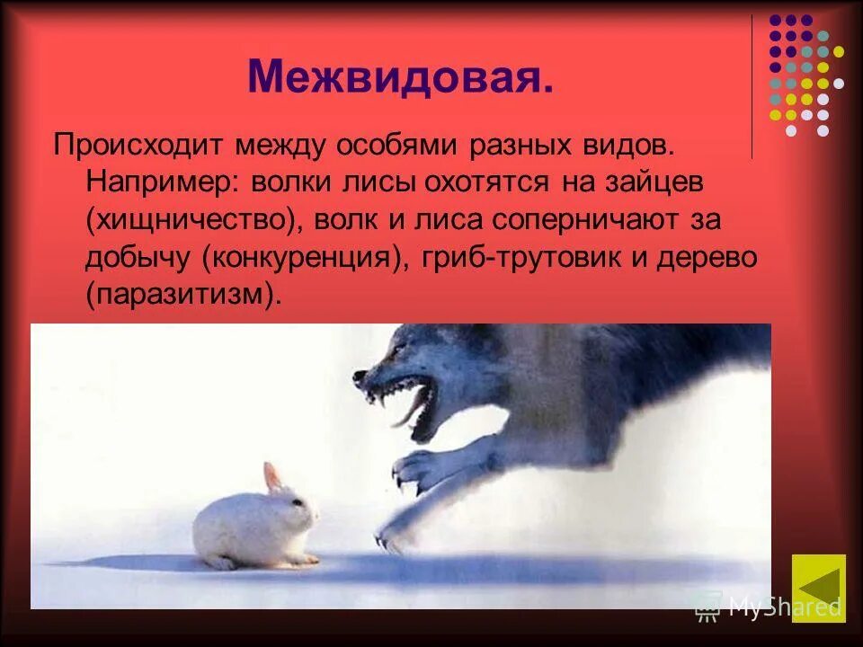 Отношения между волком и зайцем. Борьба между особями разных видов. волк и лиса конкуренция. межвидовая конкуренция волк и лиса. межвидовая конкуренция зайцы волки лисы.