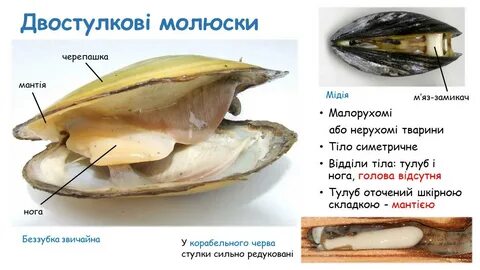 Беззубка и окунь