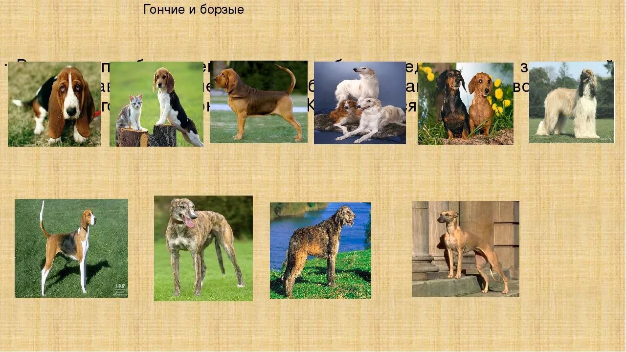 Общее название охотничьих собак кроссворд. Охотничьи собаки породы названия. породы охотничьих собак с фотографиями и названиями. имена для охотничьих собак. охотничья собака порода имя.