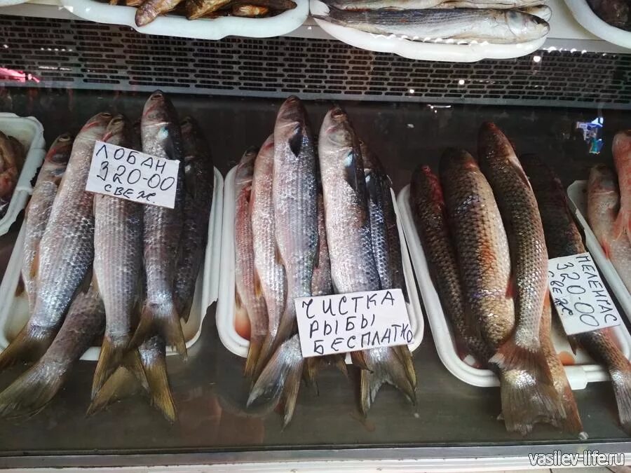 Судак за кг. Судак на 100 кг. Судак рыба 20 кг. Судак за кг. Рыба на прилавке.