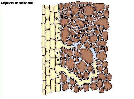 Корневой волосок живут
