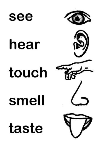 See hear smell taste Touch. 5 Senses. 5 Senses for Kids. Worksheets hear taste smell hear Touch. See hear feel