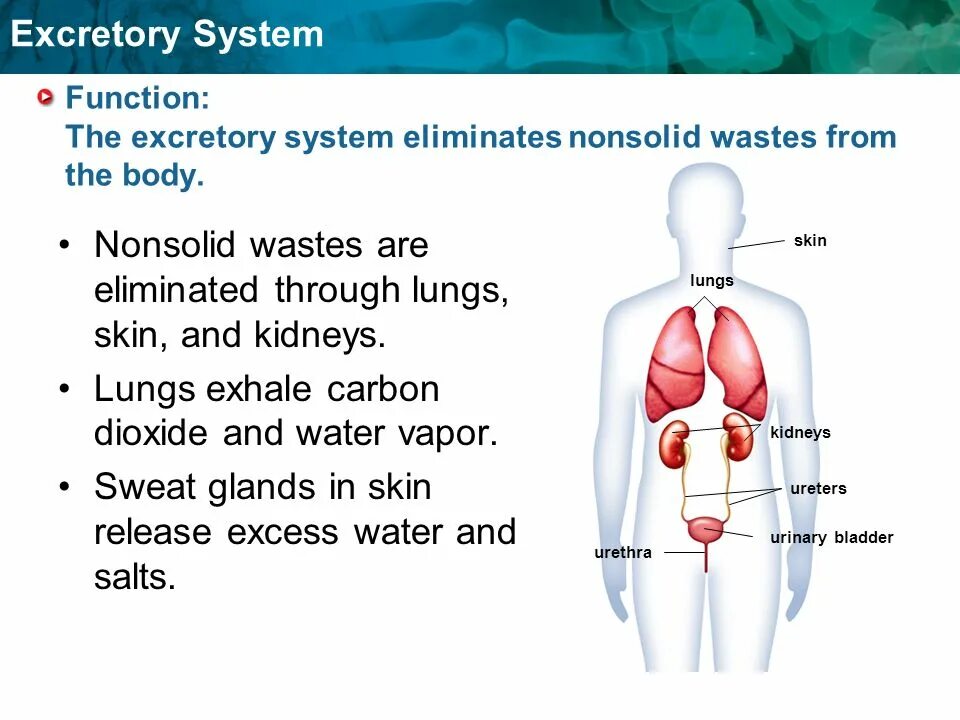 But system. Excretory system functions. human excretory system. excretory organs.