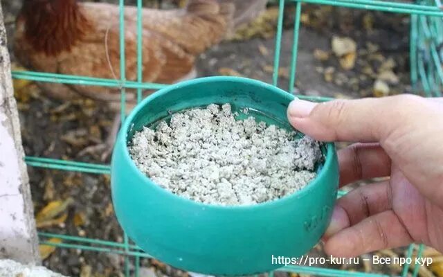Ракушки курицам как давать правильно