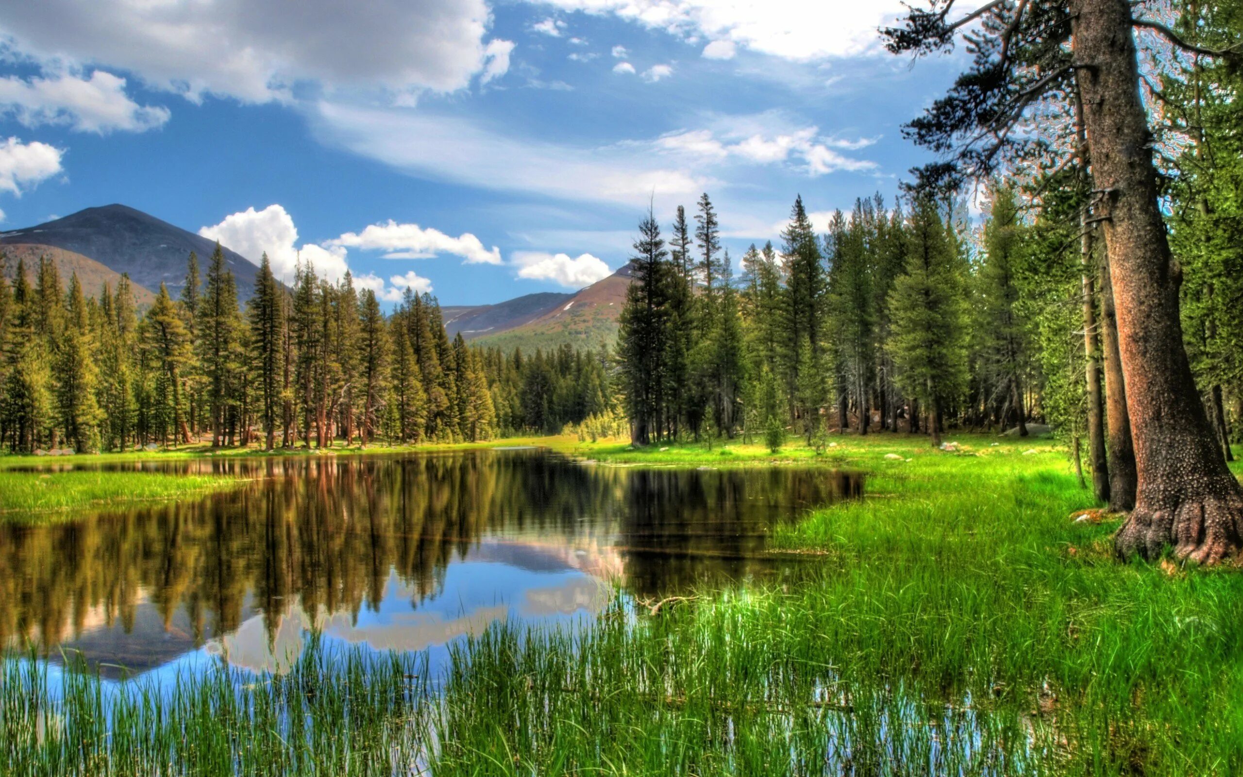 Бинарная природа. Лесное (озеро, северная америка). пейзаж лес. природа лес озеро. озеро в лесу.