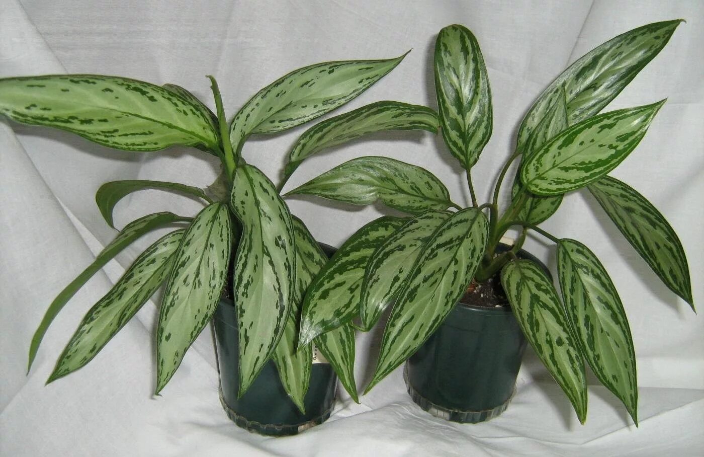 Аглаонема сорт мария фото Aglaonema Cutlass
