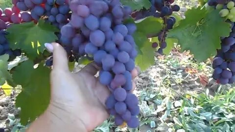 Мускат изюмский виноград описание сорта фото отзывы