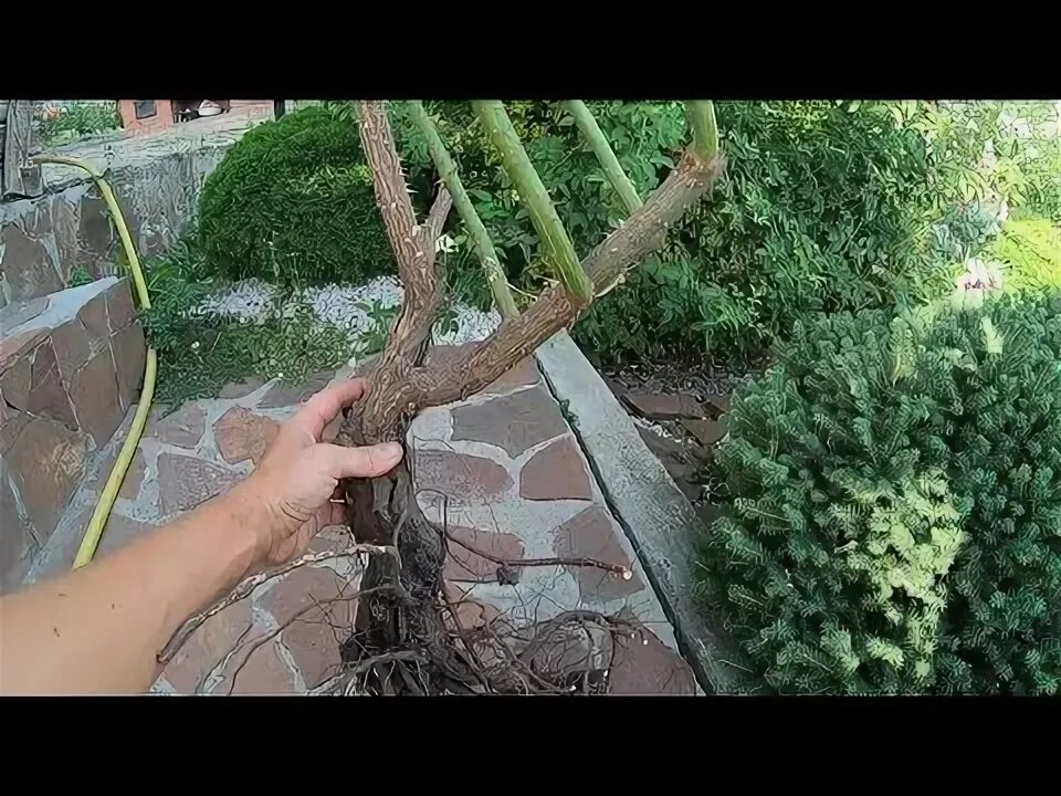 Как омолодить куст розы. Омоложение старого куста розы. как омолодить розу. как пересадить взрослую розу. как омолодить старую розу.