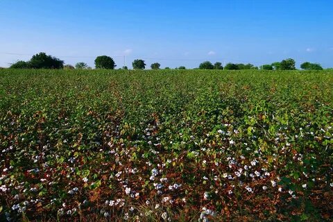 Harvest plants