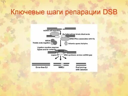 Репарация тканей что это простыми словами