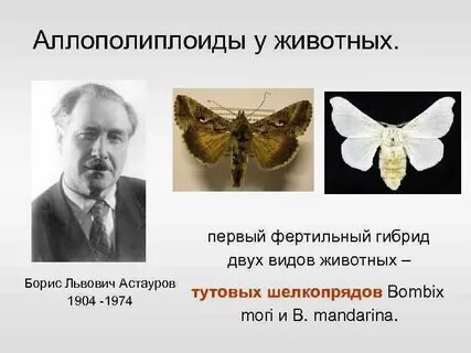 Полиплоидный тутовый шелкопряд