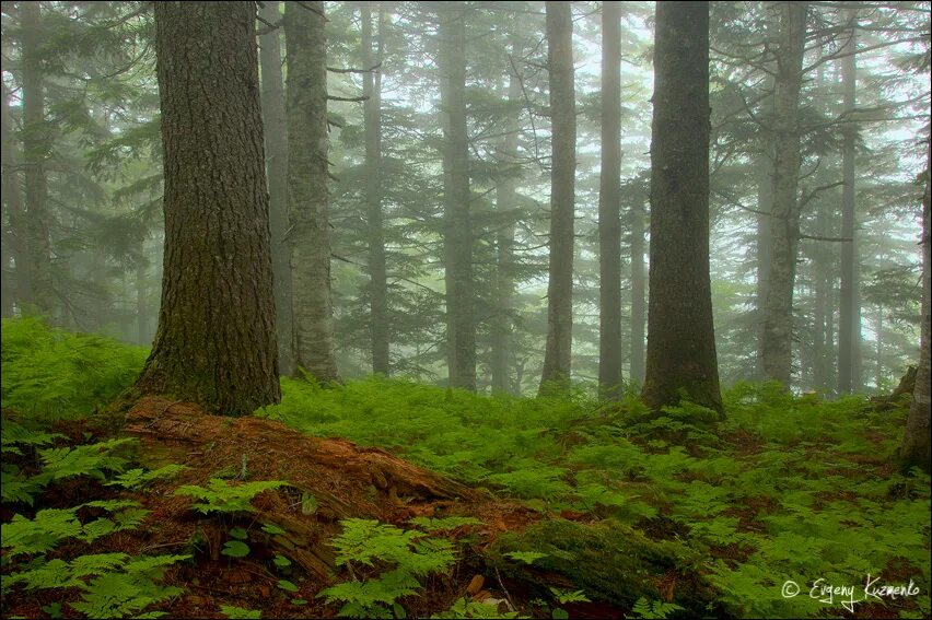 остров сахалин леса. леса на сахалине. хвойные леса сахалина. леса на сахалине. леса на сахалине.