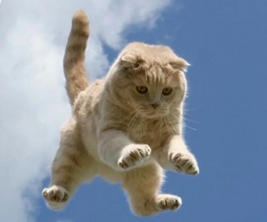 Кот прыгает. Почему кот прыгает на кота. Кот падает. Летающий кот. Котенок в прыжке.