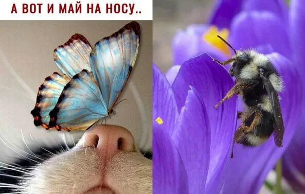 Май на носу. Вот и май на носу. Май на носу открытки. Лето на носу