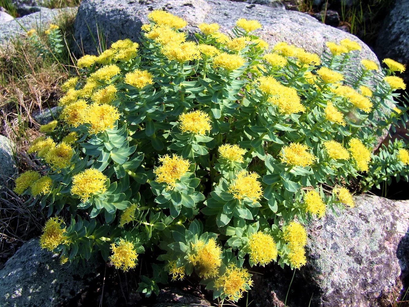 Родиола розовая свойства и противопоказания цена. Родиола розовая Rhodiola rosea. Корень золотой радиола. Родиола Арктическая. Золотой корень (родиола розовая, розовый корень).