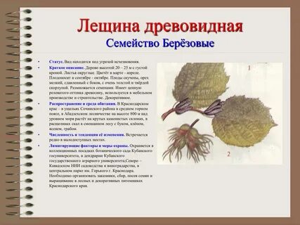 Лещина описание
