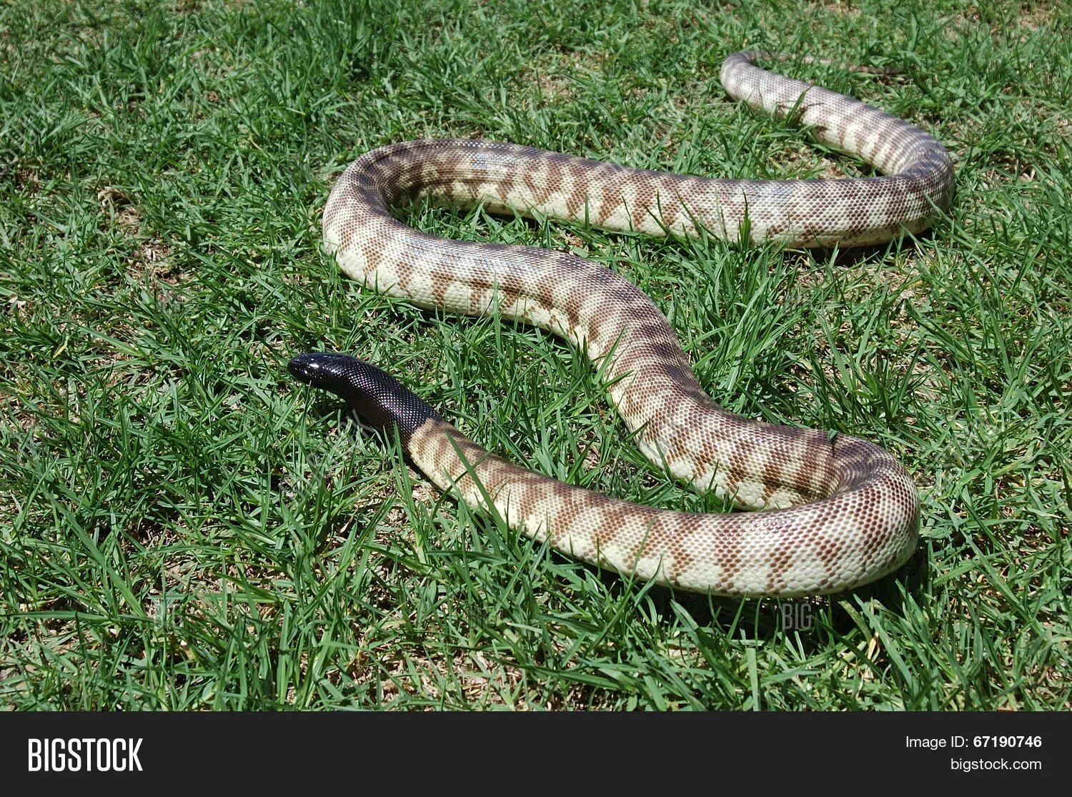 Heading python. Черноголовый питон. трава удав. black-headed python aspidites melanocephalus. black headed python.