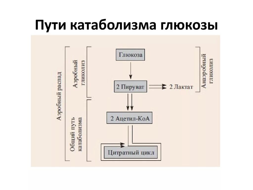 Фазы катаболизма этапы унификации субстратов окисления. Основные пути катаболизма глюкозы. основные пути катаболизма глюкозы в организме человека. схемы специфических путей катаболизма глюкозы. специфический и общий пути катаболизма глюкозы.