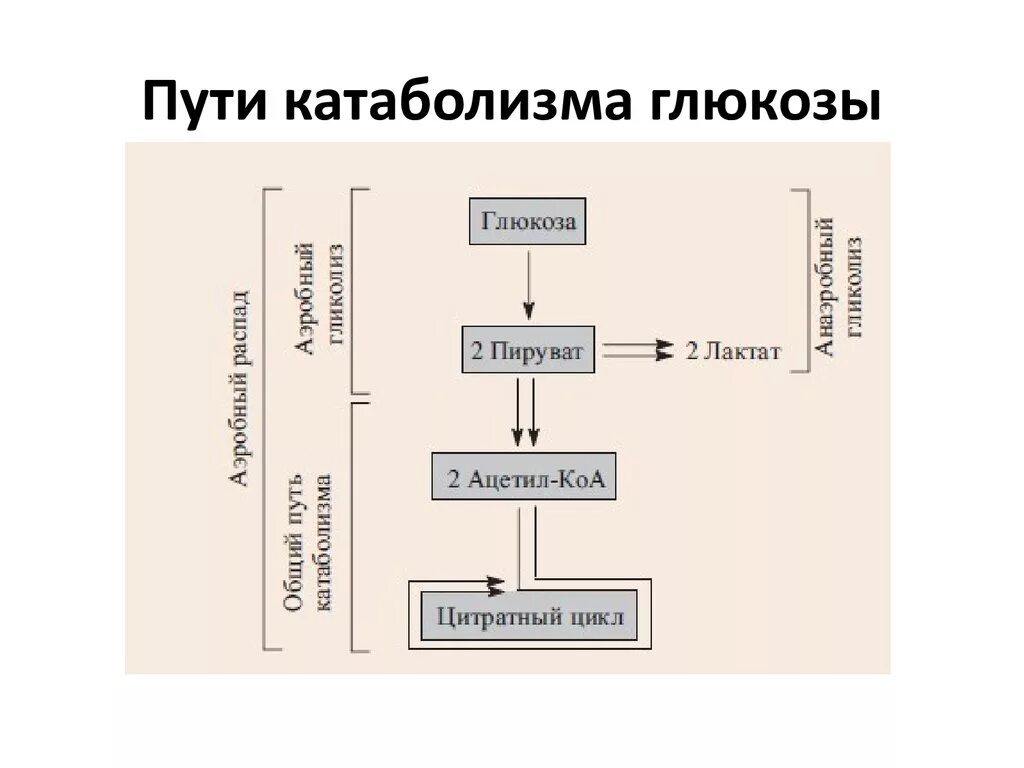 Общая схема катаболизма Глюкозы. Основные пути катаболизма Глюкозы в организме человека. Общий путь катаболизма схема. Общий путь катаболизма Глюкозы. Этап катаболизма глюкозы