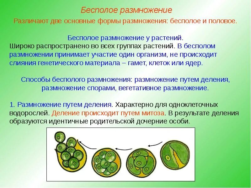 Деление клетки бесполое размножение примеры. Бесполое размножение спорообразование примеры. Деление способ бесполого размножения. Беспалова размножение. Особенности типов бесполого размножения.