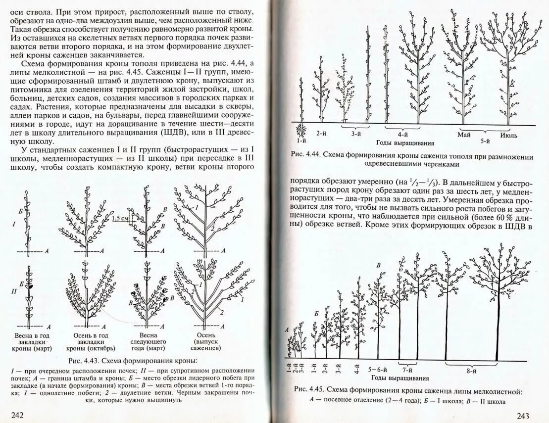 Схемы формирования крон. Формирование штамба сирени схема. формирование липы схема. обрезка липы формирование кроны. схема формирования кроны тополя.