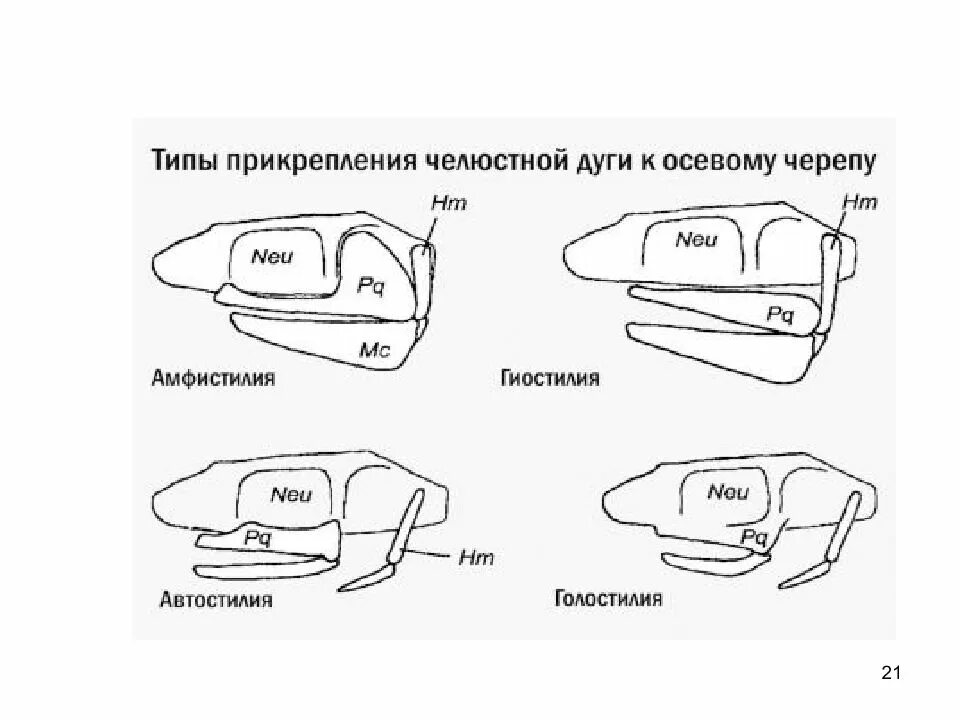 Типы черепа амфистилия гиостилия. Типы прикрепления челюстного аппарата. Типы крепления мозгового и висцерального отделов черепа рыб. Аутостильный тип черепа. Типы соединения челюстей с осевым черепом.
