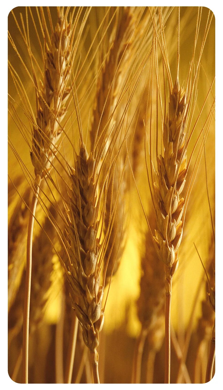 Зерновые культуры. Зерно трейд. Риф прайс-лист на зерно сегодня. Зерно трейд. Волгодонск волгодон зерно трейд.