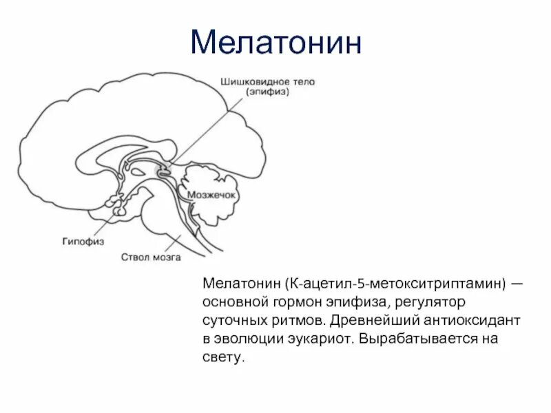 Эпифиз гормоны и функции. Строение мозга человека эпифиз. Эпифиз строение гормоны. Мелатонин эпифиз. Гипофункция мелатонина гормона