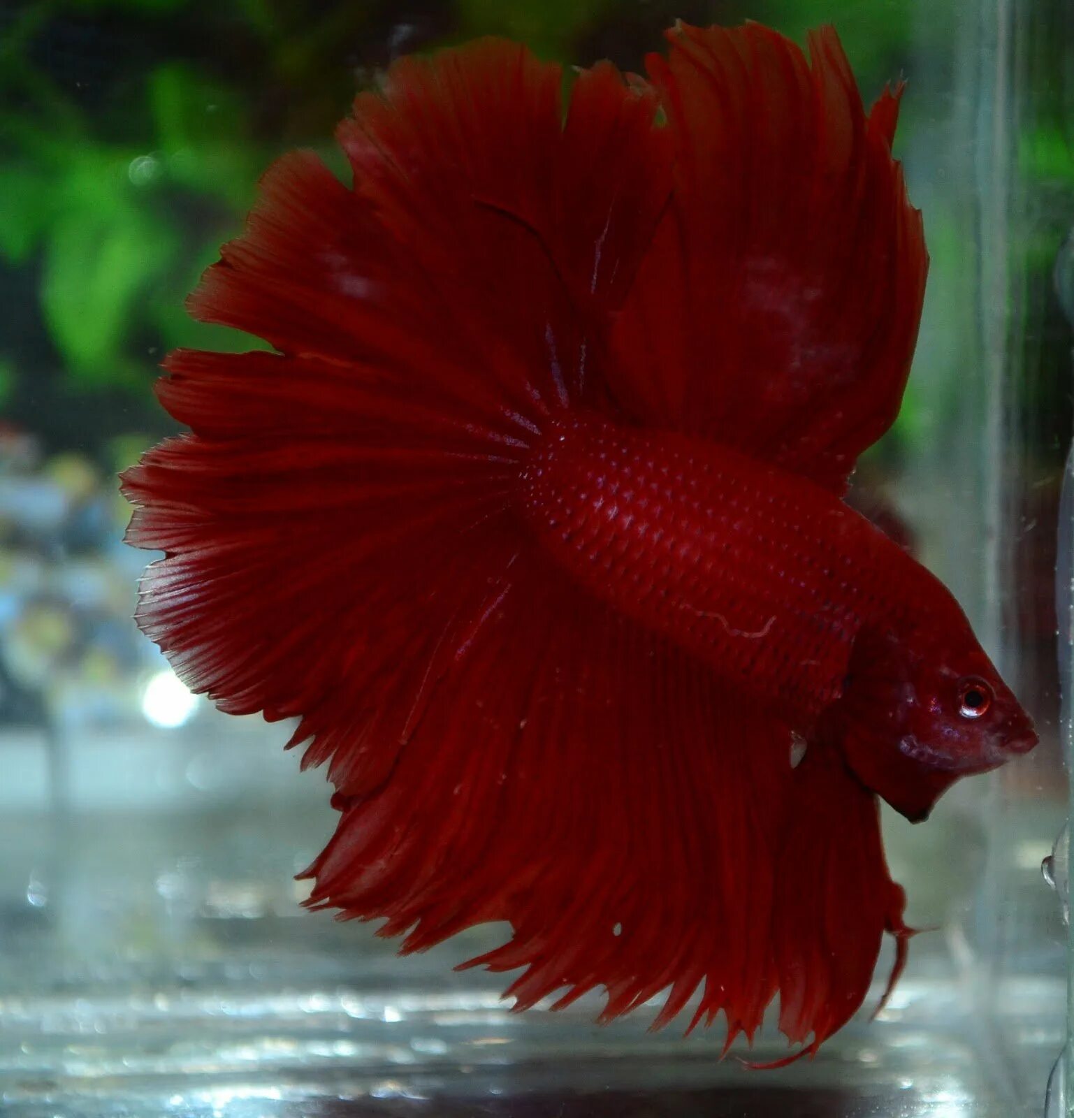 Петушок ли. Halfmoon betta. рыбки петушки вуалевые. петушок рыбка аквариумная бордовый. рыбка петушок вуалевый розовый.