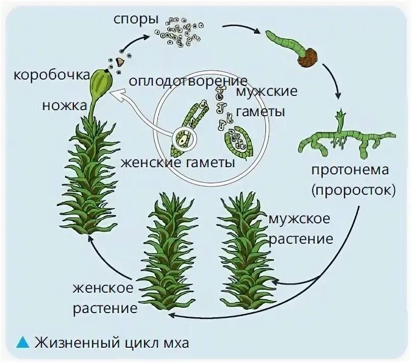 Жизненный цикл мхов начинается с коробочки. Жизненный цикл мхов начинается с коробочки