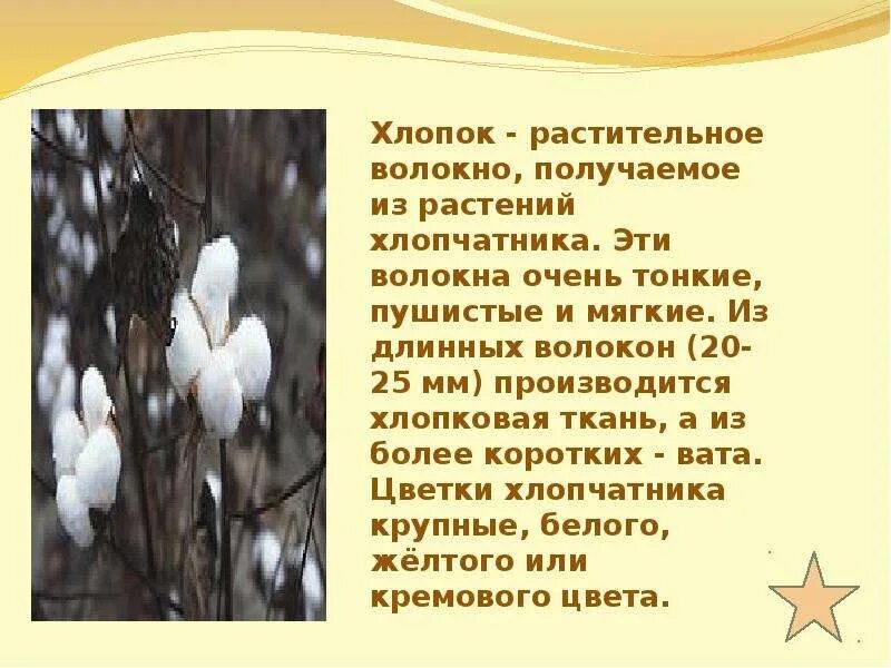 Хлопок получается из. Презентация на тему хлопок. доклад на тему хлопок. рассказ о хлопке. сведения про хлопок.