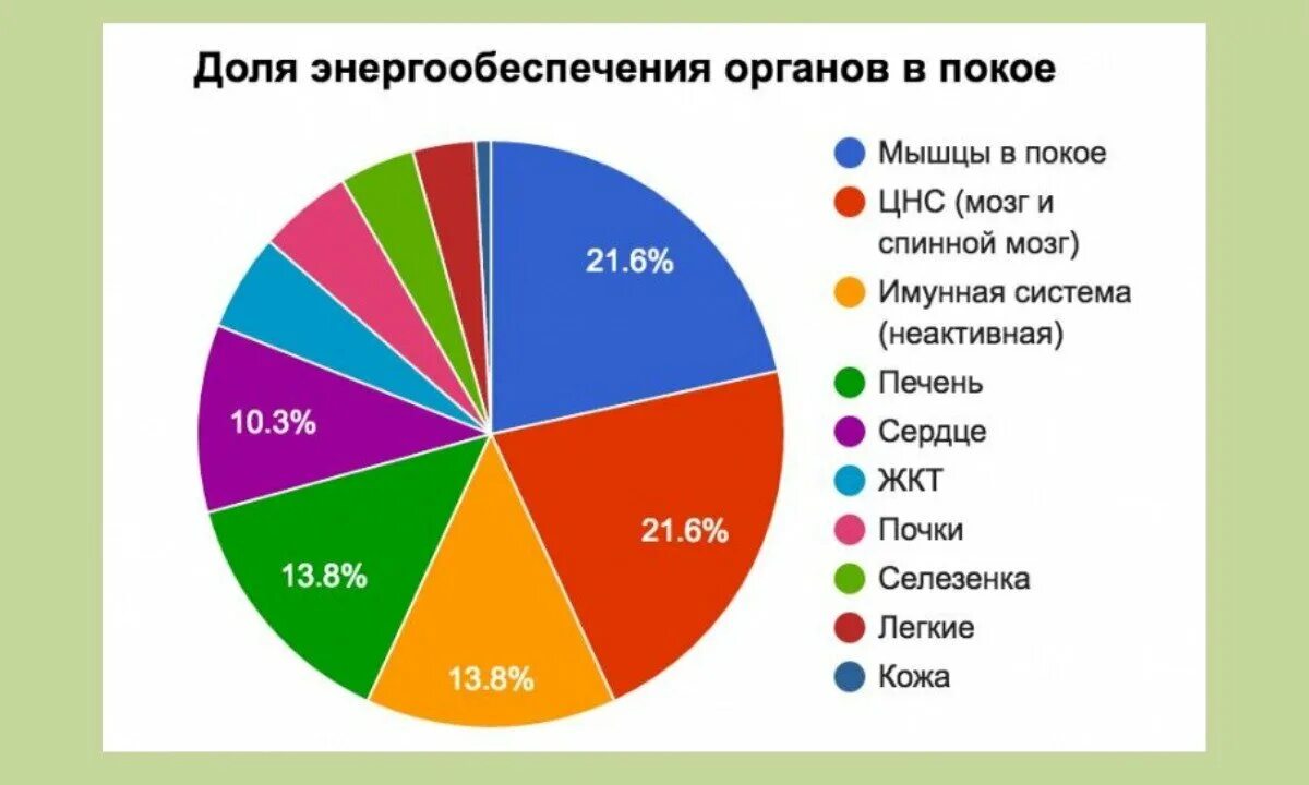 Сколько потребляет мозг. Потребление энергии органами человека. Потребление энергии мозгом человека. Сколько энергии потребляет мозг. Какие органы тратят больше всего энергии.