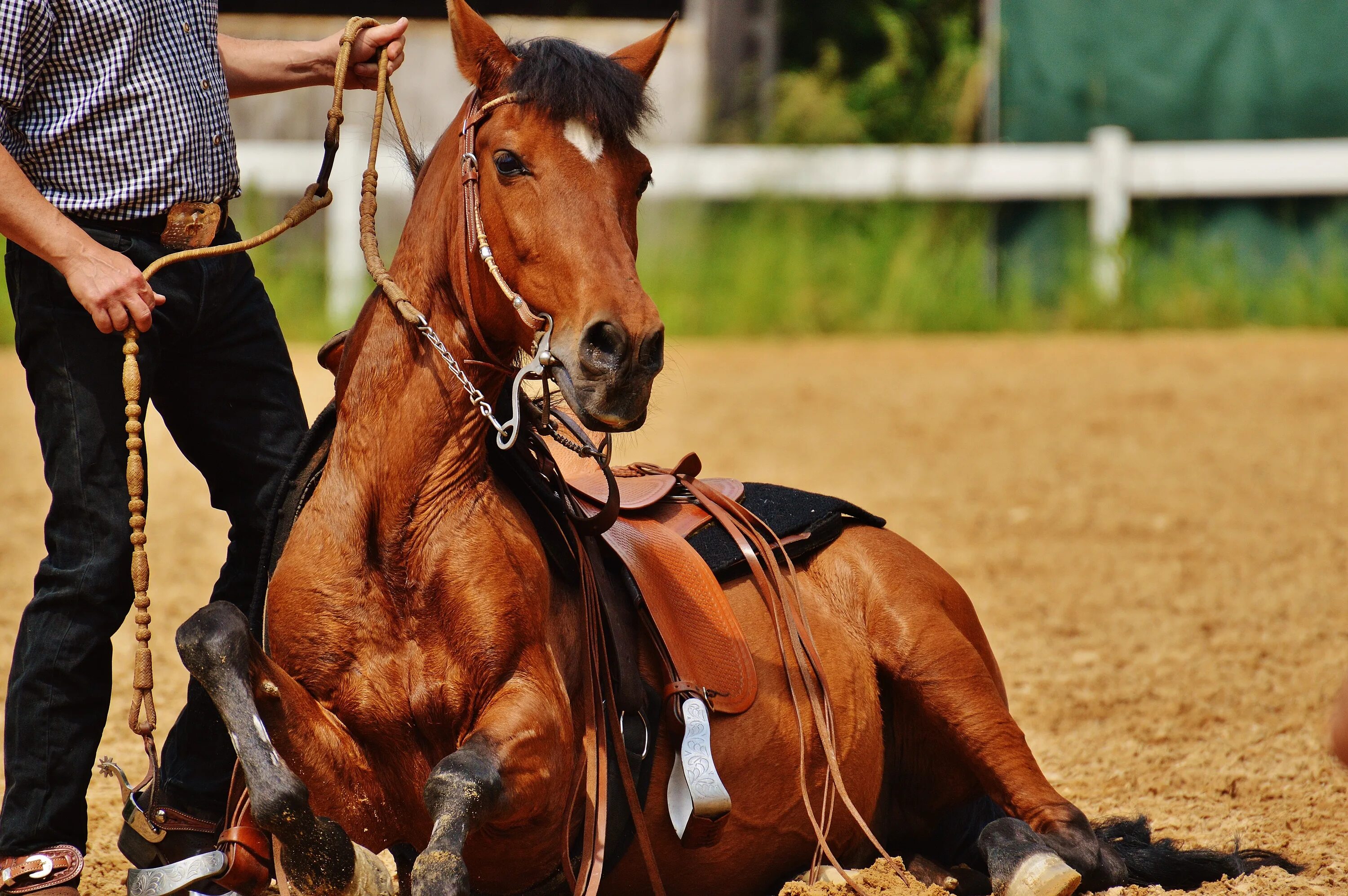 Сайт horse